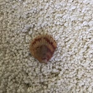 Natural Seashell Decor